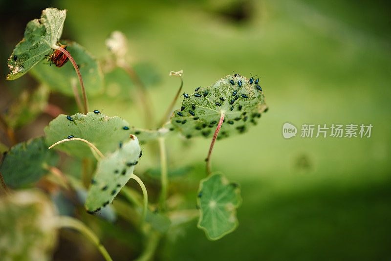 被昆虫吃掉的印度菜。