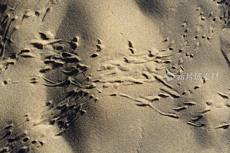 沙滩上动物留下的脚印