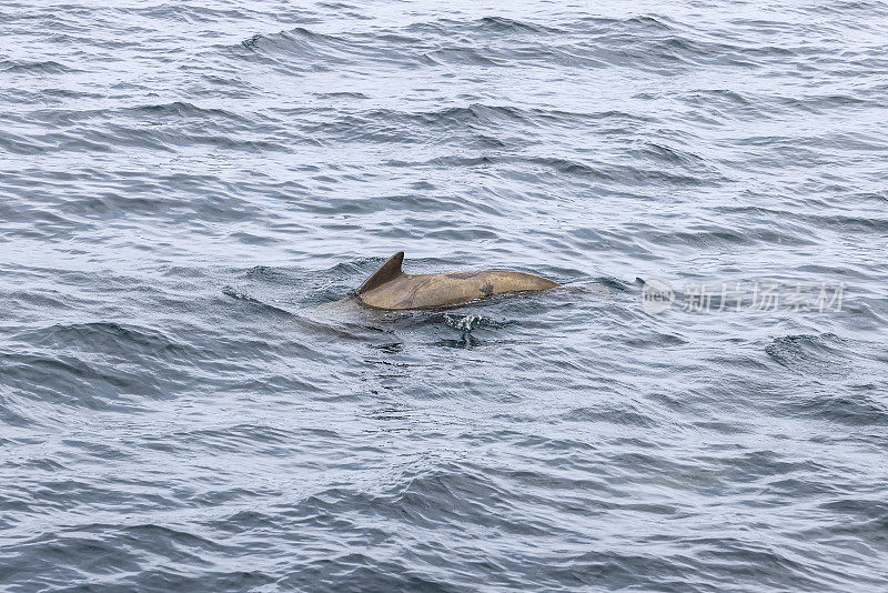 一只年老的领航鲸，带着海洋遭遇的伤痕，优雅地在挪威罗弗敦群岛的安第斯山脉水域航行。