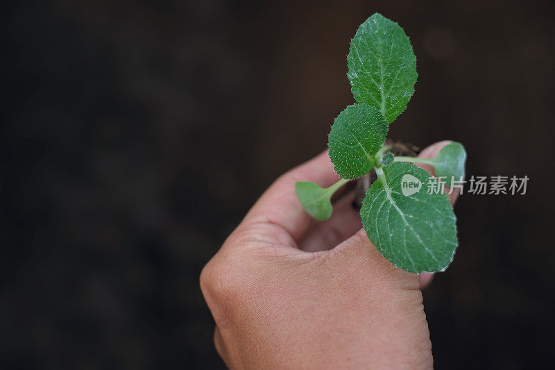 无法辨认的手握着一株小植物