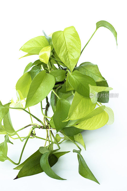 霓虹灯Pothos