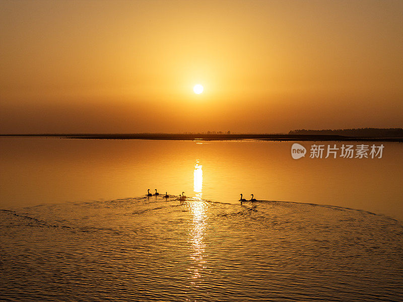 日落时湖中的一群鹅