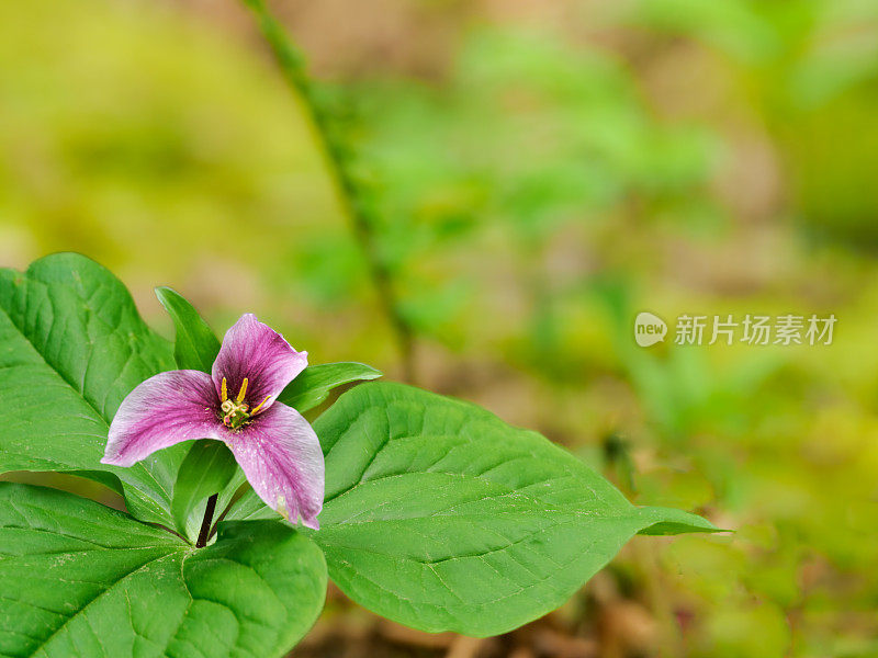 背景是柔和的绿色，角落里有粉红色的花朵