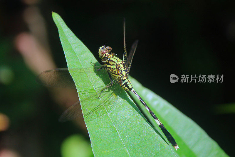 蜻蜓栖息在绿叶上