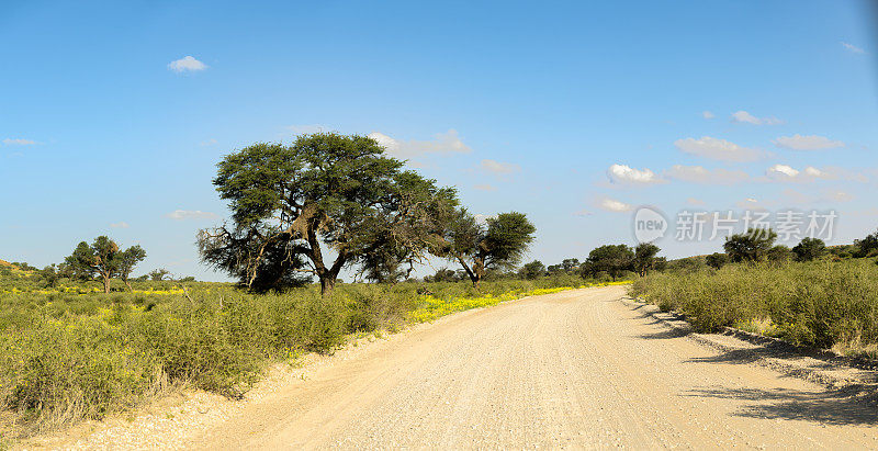 穿过喀拉哈里沙漠的乡村公路全景