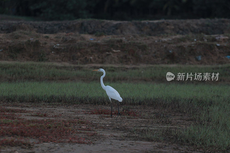 绿地里的白鹭