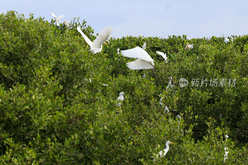 白鹭在红树林。亚齐省