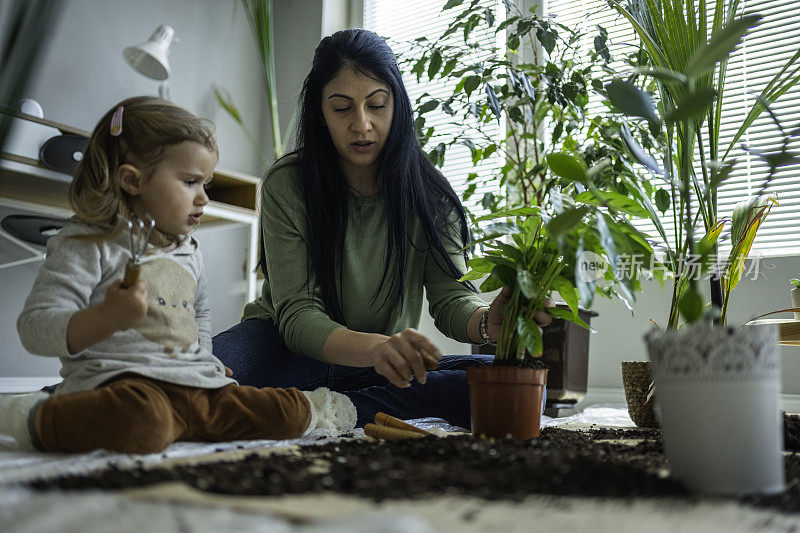 家庭园艺。妈妈和孩子重新盆栽室内植物。