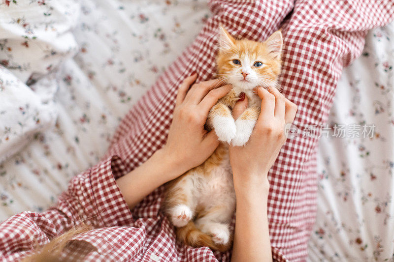 可爱的姜黄色小猫咪，蓝眼睛，喜欢抚摸。白种人女孩的手抚摸着这只红白相间的毛茸茸的小猫。