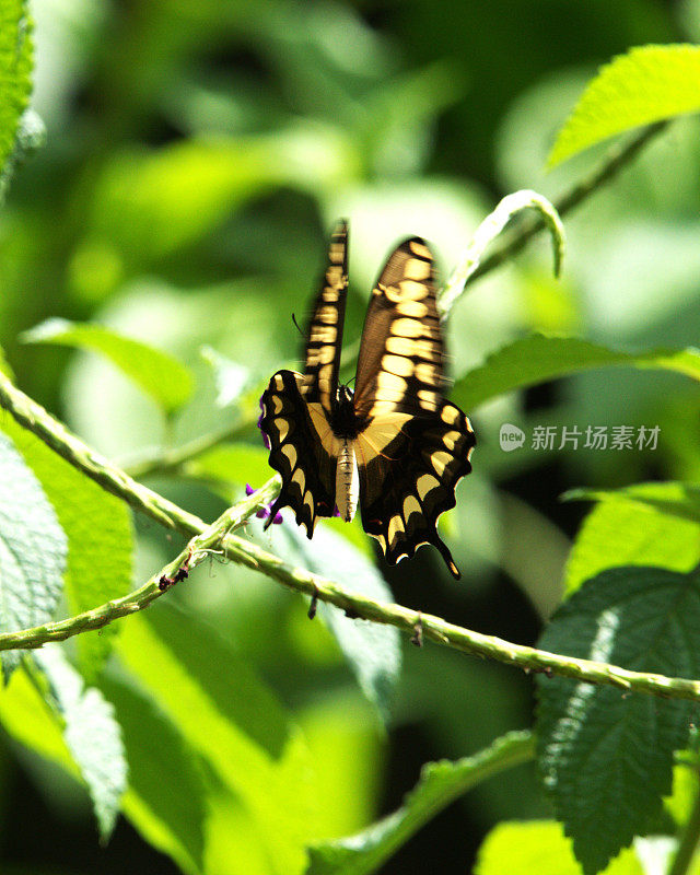 黄燕尾蝴蝶