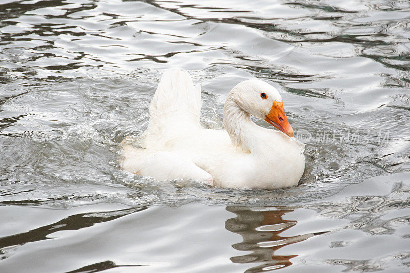 绿头鸭在水上游泳。家禽饲养场的鸭子。