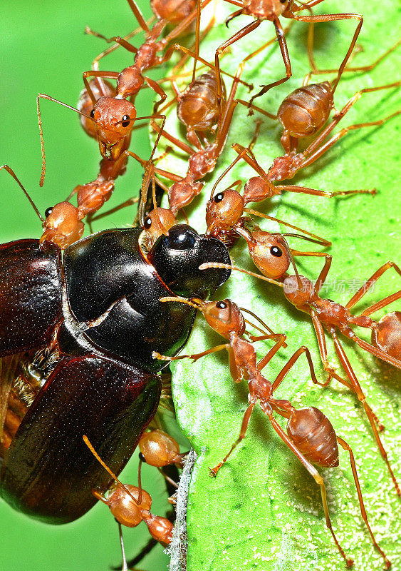 蚂蚁咬甲虫-绿色背景。