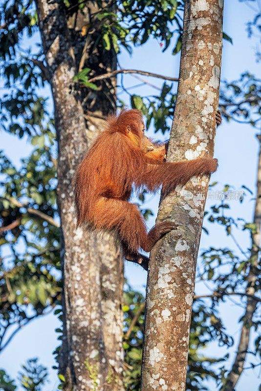 一只幼年雄性猩猩站在一棵高大的树上的侧视图