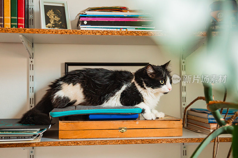 猫在书架上