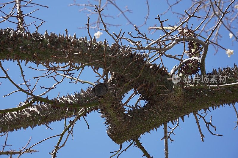 蚕丝树的一根树枝，一种外来的蚕丝树桑树的树皮上长满了许多刺