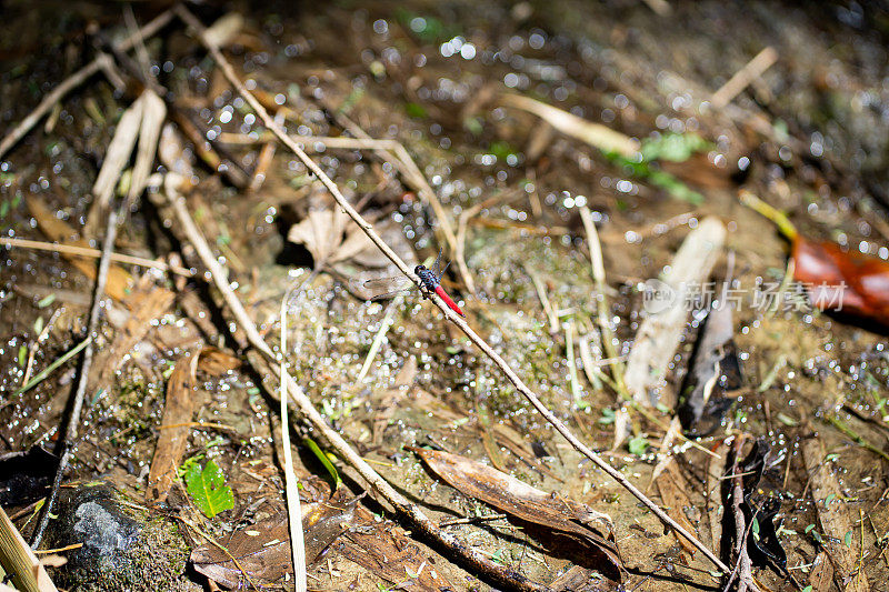 一只蓝身红尾的蜻蜓在干涸的小溪上