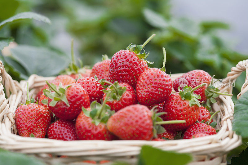 草莓,水果,