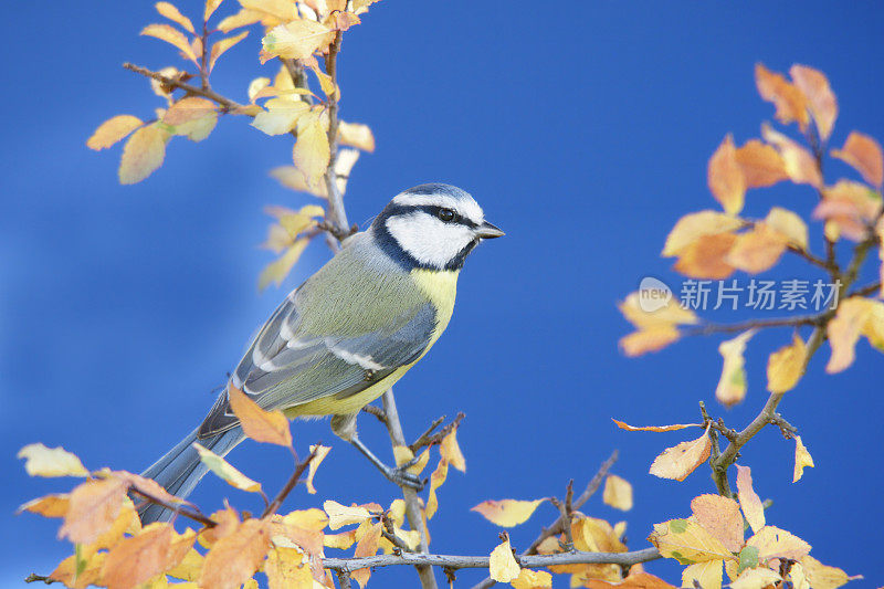 Bluetit在秋天