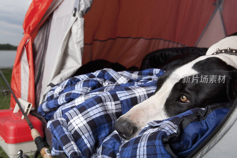 狗躺在帐篷里