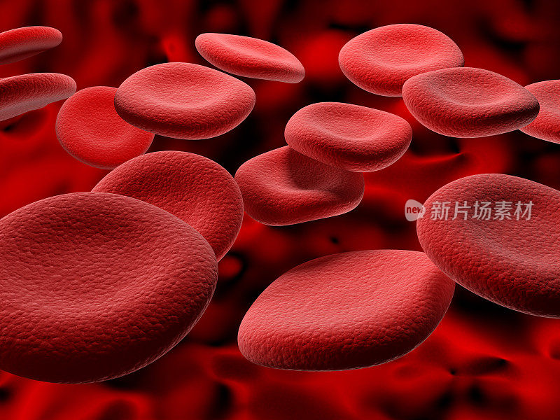 放大的红细胞的特写