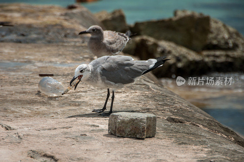 海滩上岩石上的海鸥