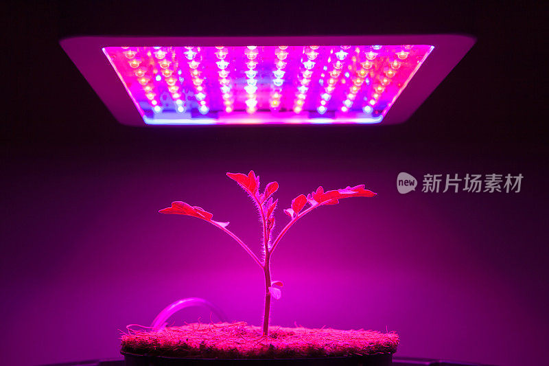 番茄幼苗在LED光照下生长