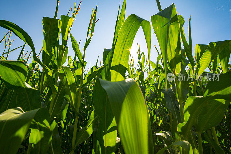 农业综合企业农场在收获前种植转基因玉米