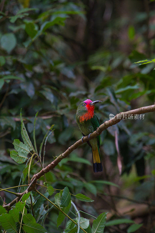 红胡子的食蜂鸟栖息在树枝上