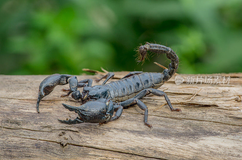 一个蝎子的特写镜头在自然界的木材。