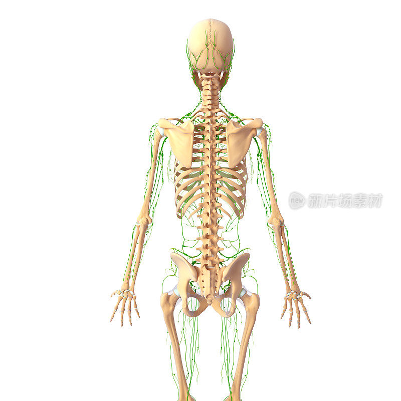 后视图淋巴系统与骨骼