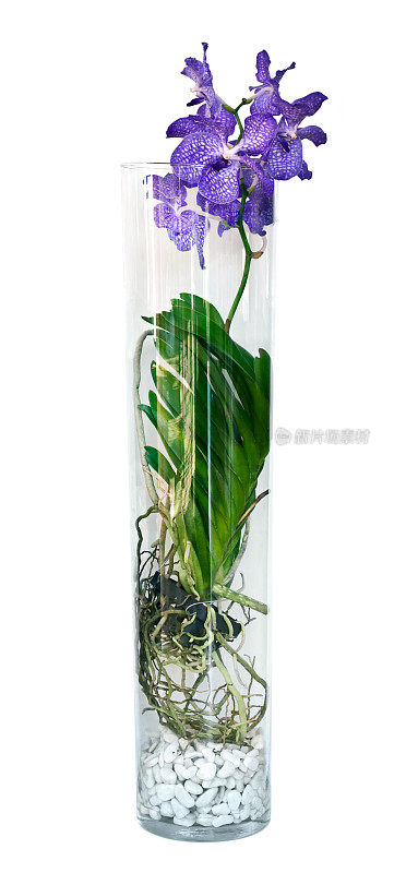 玻璃花瓶里的紫色vandanda兰花