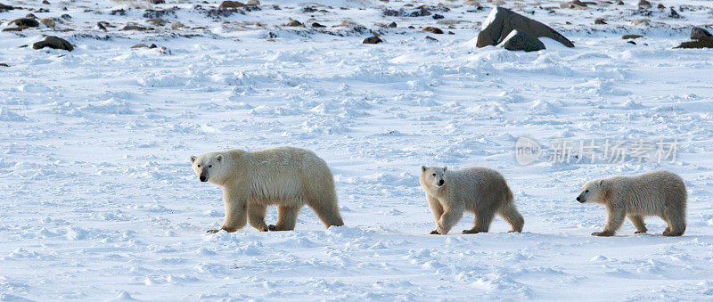 北极熊妈妈和幼崽们