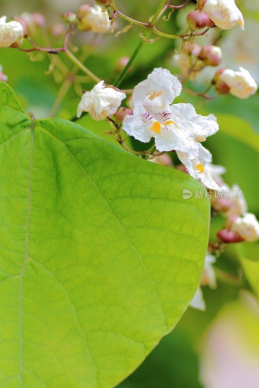 梓白花