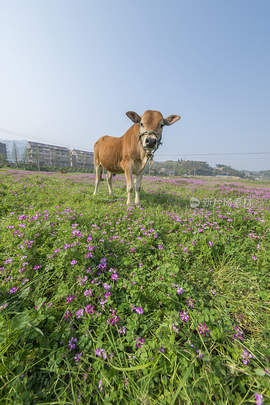 牛和草原