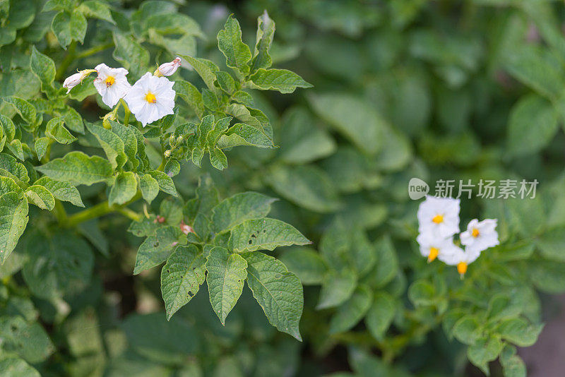 花园里盛开的马铃薯