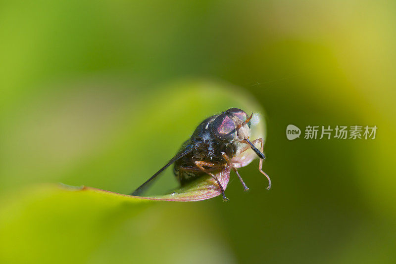 三月飞坐在叶子微距图像