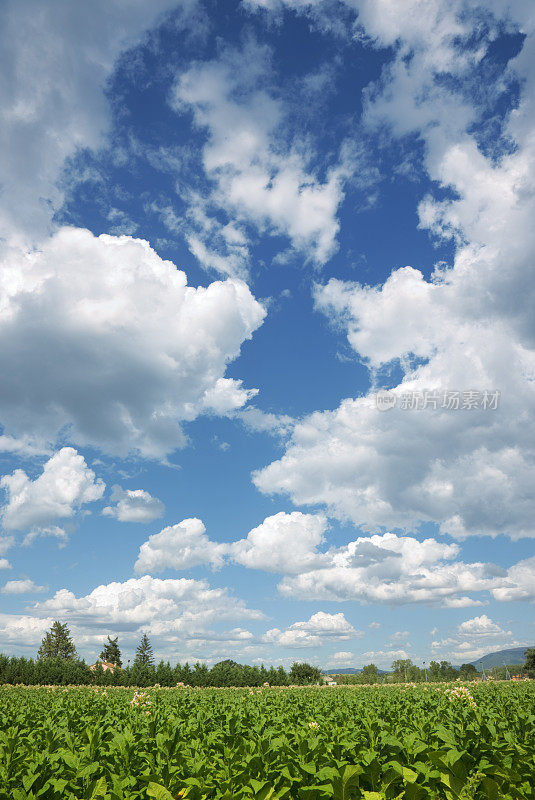 烟草、字段的天空