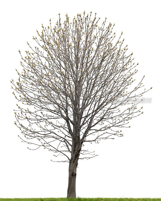 栗树(七叶树)春季孤立于白色。