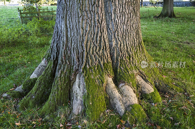 英国景观:树皮受损的老橡树
