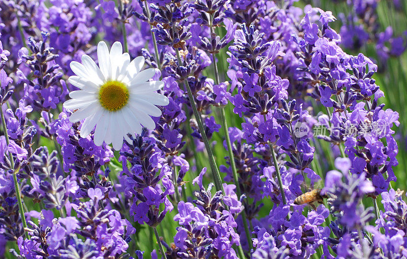 雏菊和一只蜜蜂在薰衣草花丛中