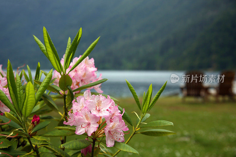 湖边的杜鹃花和草坪椅