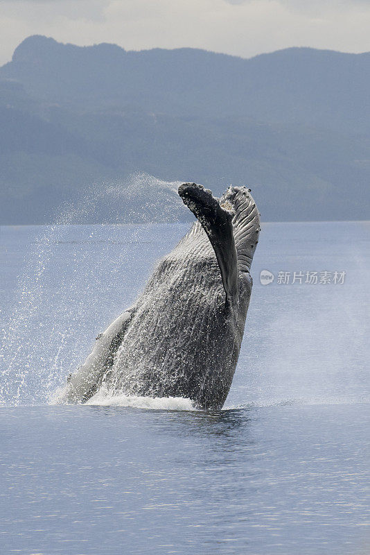 驼背鲸在阿拉斯加突破垂直照片
