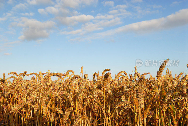 夏季麦田