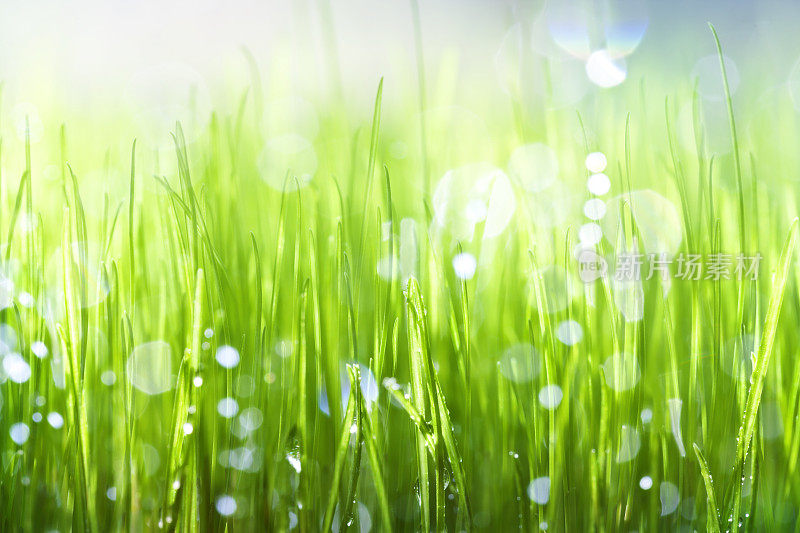 草背景与雨滴