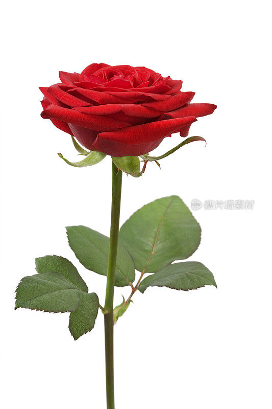 一朵单独的红玫瑰
