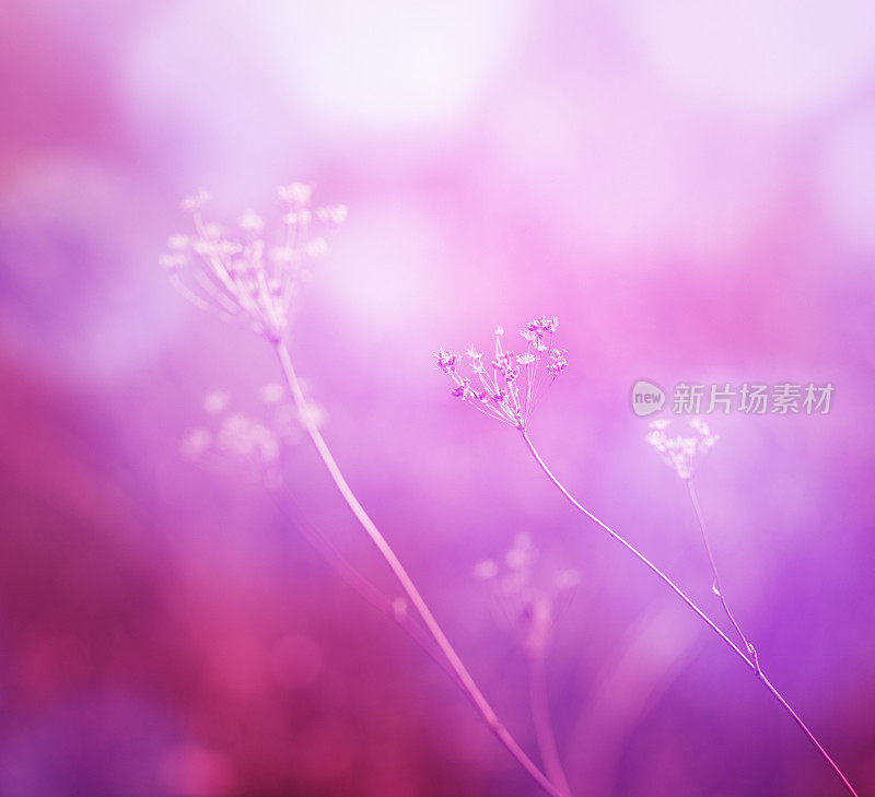 梦幻的紫色花背景