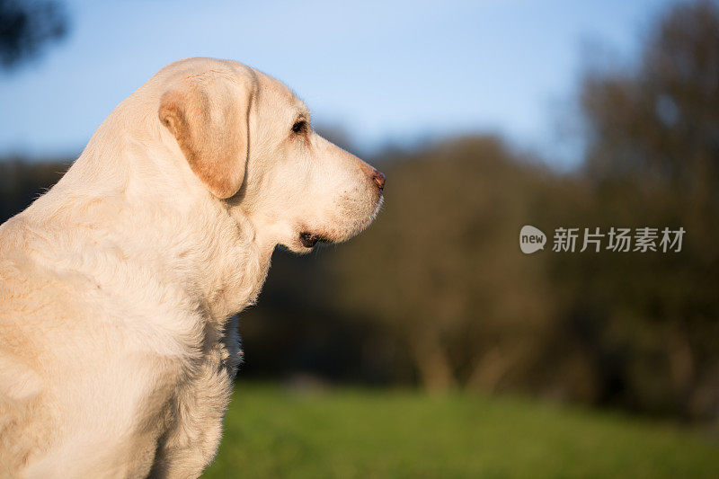 漂亮但疲惫的高级拉布拉多狗