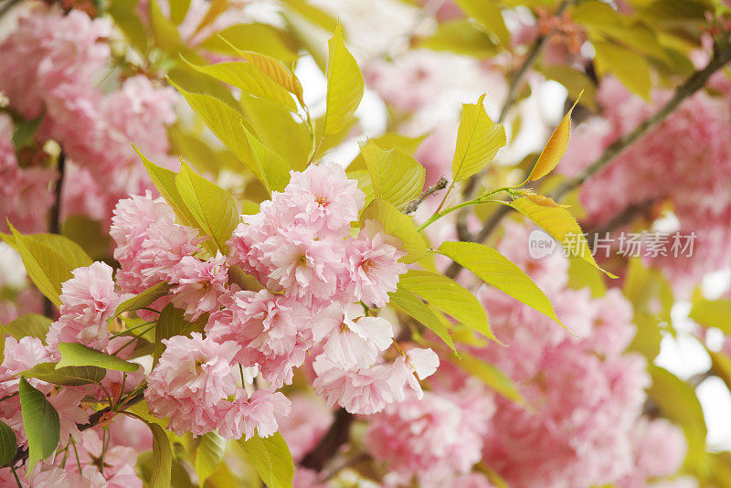 盛开的日本樱花“仙山”