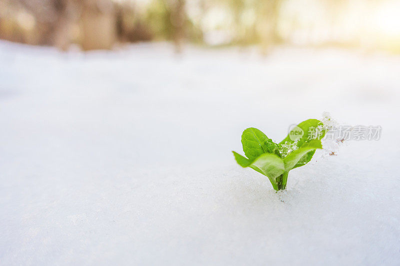 新生命从雪中生长