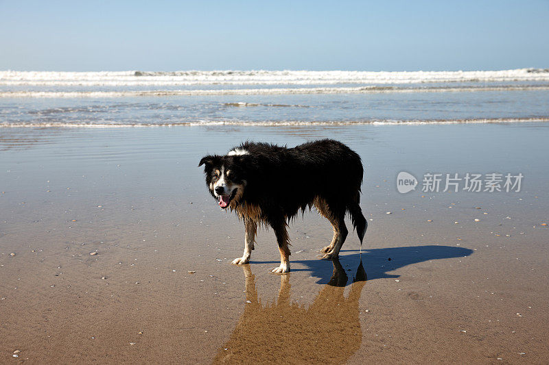 海岸上的边境牧羊犬